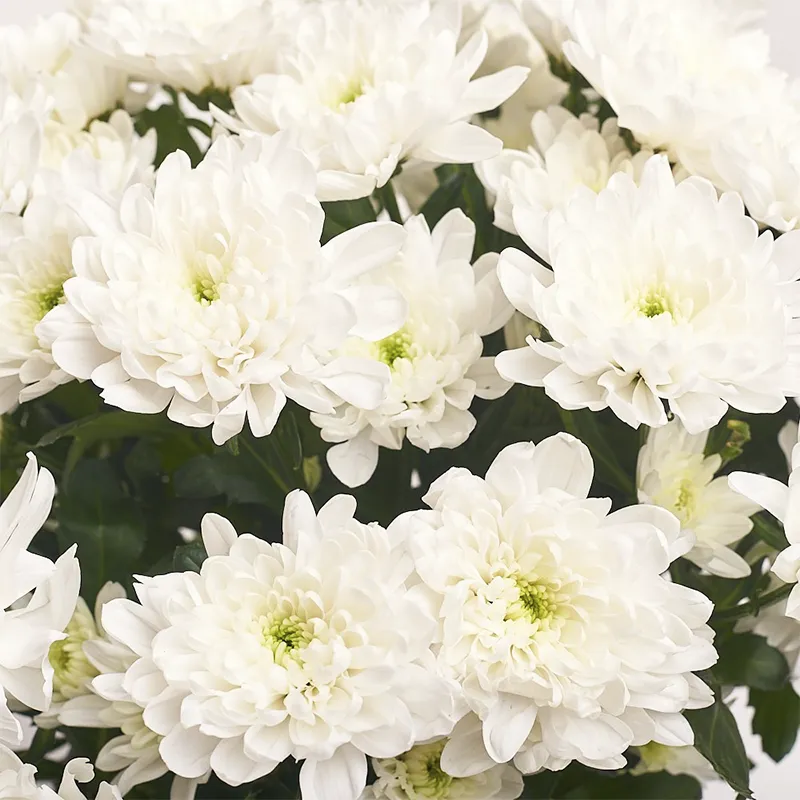 Букет из 11 хризантем белого цвета